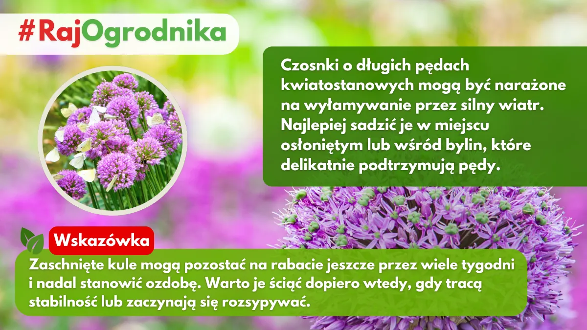 Czosnki ozdobne w ogrodzie blog sklep rajogrodnika